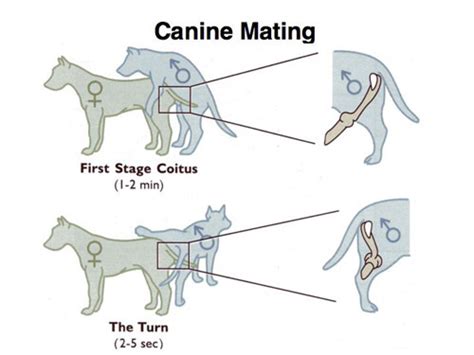 male dog knot|Understanding Knotting in Dogs: Causes, Symptoms, and。